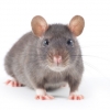 [핵잼 사이언스] 사람-쥐 유전자 혼합된 ‘하이브리드 배아’ 美 실험실서 탄생