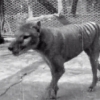 ‘태즈메이니아 호랑이’ 아시나요?…마지막 모습 담은 희귀 영상 공개