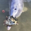 바다 밑 ‘보물’ 들고와 먹이 달라는 신비한 돌고래 화제 (영상)