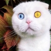 [반려독 반려캣] 푸른색+노란색…양쪽 눈 색 다른 ‘오드아이 고양이’ 화제