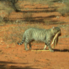 호주 사막서 왕도마뱀 사냥한 거대 들고양이 포착
