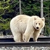[애니멀 픽!] 온몸이 새하얀 희귀 회색곰 포착… “북극곰의 탈을 썼네”