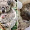 [여기는 호주] 호주 산불 후 처음으로 태어난 코알라 아기 ‘애쉬’ 화제