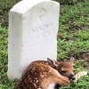 이름없이 죽어간 美 전쟁포로 묘비석에 웅크린 새끼 사슴
