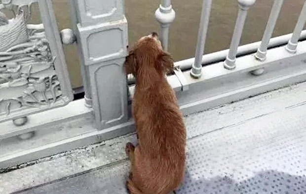 [반려독 반려캣] 강물에 몸던진 주인…그 자리에서 하염없이 기다린 충견