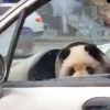 車 운전석에서 발견된 판다 알고보니 염색한 개…동물학대 논란