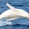 지구상 단 한마리…환상의 흰고래 미갈루 올해 첫 포착