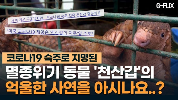 새끼 겨우 구조됐지만…코로나19 숙주 지목 천산갑 멸종위기