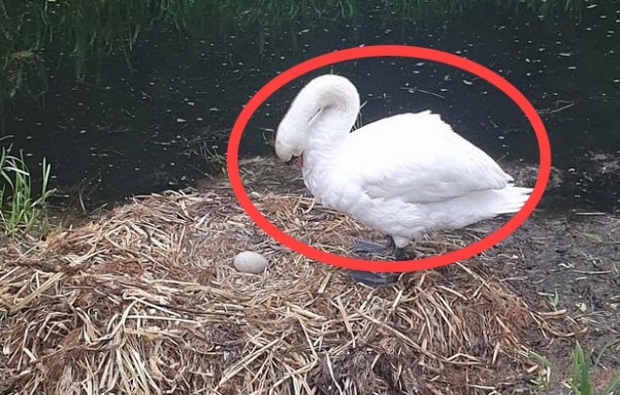아이들이 던진 돌에 알 잃은 백조, 충격 받고 세상 떠나