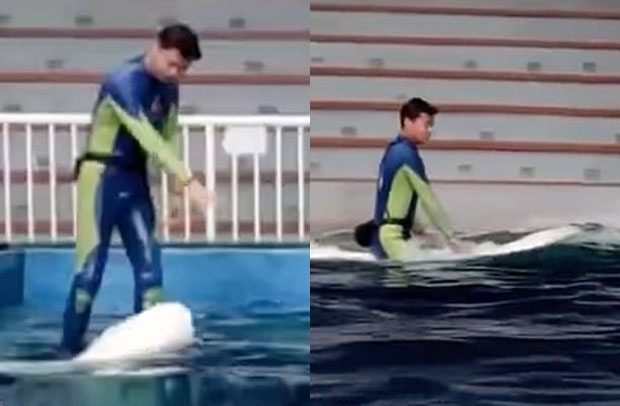 [여기는 중국] 흰고래 벨루가 타고 수족관 빙빙…동물학대 논란