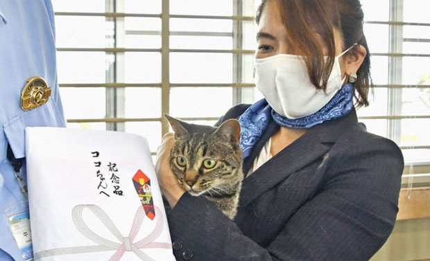 “할아버지 구해다옹”…수로에 빠진 노인 구한 日 고양이