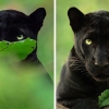 인도 정글서 희귀 흑표범 포착…완벽한 ‘블랙팬서’의 자태