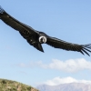 [와우! 과학] 거대 새 안데스 콘도르, 날갯짓 없이도 160㎞ 비행하는 비결