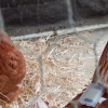 [고든 정의 TECH+] 닭을 위한 스마트밴드…감염 감지하는 가축용 웨어러블 센서 개발
