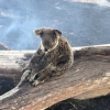 [안녕? 자연] “호주 산불로 피해받은 동물 30억 마리…최악 자연재해”