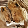 ‘21년 장수’ 사자 부부, 동물원서 태어나 동물원서 생 마감