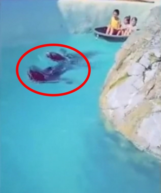 아이들 탄 보트 끄는 동물원 바다표범, 학대 논란(영상)