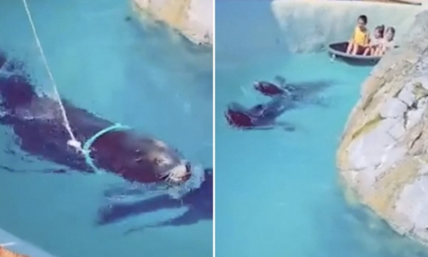 물개 목에 줄매 아이들 탄 보트 끌게 해…벨기에 동물원 학대 논란