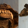 [핵잼 사이언스] 1만 년 전 미라화된 강아지 발견…마지막 식사는 ‘털코뿔소’