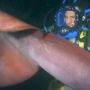 [지플릭스] 심해의 공포, 사람보다 큰 거대 ‘대왕오징어’의 비밀