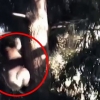 [여기는 호주] “저리가!”…코알라 공격하는 큰 까마귀 포착 (영상)