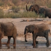아프리카 코끼리, 또 미스터리 떼죽음…이번엔 짐바브웨