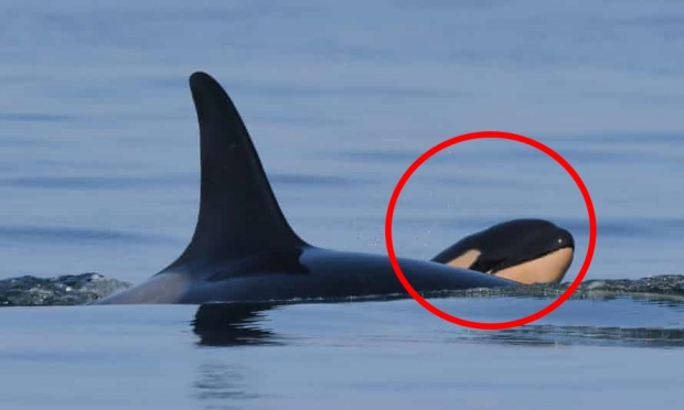 2년 전 죽은 새끼 17일 동안 품었던 범고래, 무사히 새끼 출산