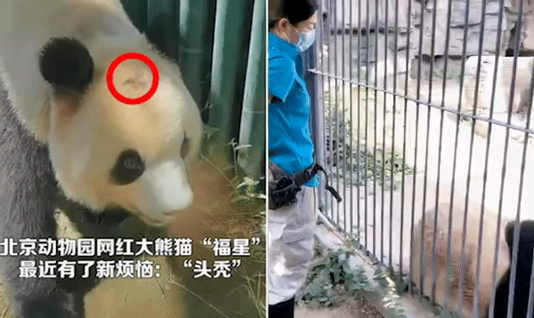 “구르기 훈련시켰나” 中 동물원 판다 탈모 증상…학대 논란도
