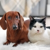 개 vs 고양이 중 코로나 팬데믹 동안 더 많이 버려진 동물은?