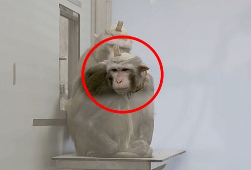 두개골에 전극 박은 실험용 원숭이…인간의 이기심 vs 불가피한 희생