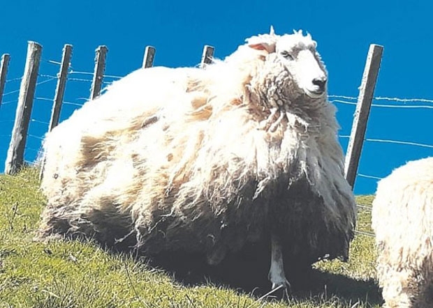 옷이 몇 벌이야…뉴질랜드서 온몸 털로 뒤덮인 ‘슈퍼양(羊)’ 발견