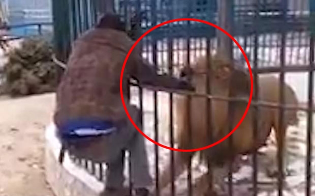 놀잇감 된 사자의 복수…쇠창살 사이로 쑥 들어온 손 물고 안 놓아줘 (영상)