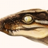[와우! 과학] 공룡 알·새끼를 먹이로 삼은 신종 고대 악어 발견