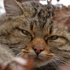 ‘야성미 탓’에 멸종위기로 내몰린 스위스 야생고양이의 사연