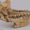 [핵잼 사이언스] 640만년 전 고대 원숭이 화석 中서 발견…독특한 소화기관 눈길