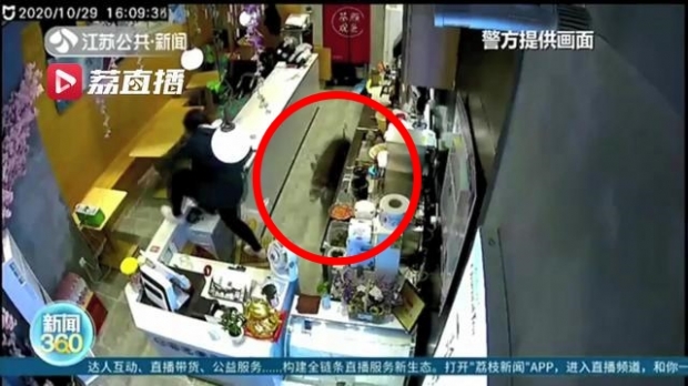 100㎏ 야생 멧돼지, 中 쇼핑몰 밀크티 가게 난입(영상)