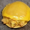 머리부터 발끝까지 치즈색…인도서 희귀 ‘노랑 거북’ 발견