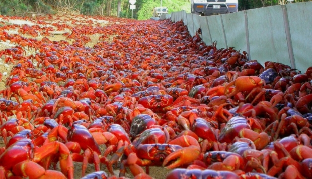 [여기는 호주] 로드킬 막아라…크리스마스 섬 5000만 마리 홍게 대이동