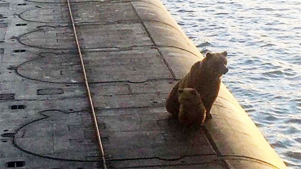 어미곰과 새끼곰, 먹이찾아 러 핵잠수함 올라탔다가 사살