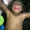 어미가 버린 새끼 침팬지, 태어나 처음 웃은 뭉클한 순간 (영상)