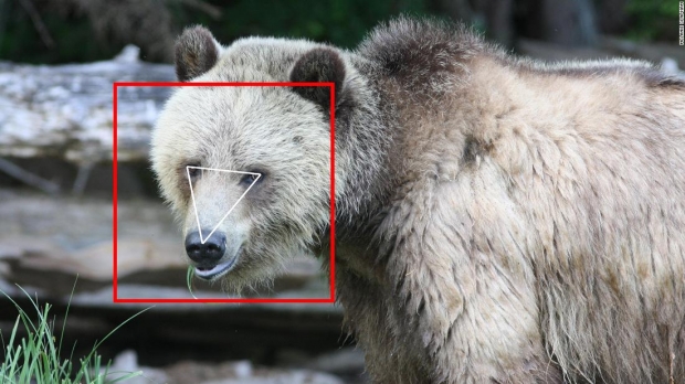 똑같아 보이는 곰 얼굴도 구별’동물용 얼굴인식’ AI 개발