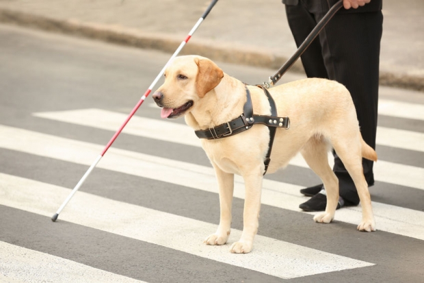 中 시각장애인 800만 명인데 안내견은 고작 200마리인 이유