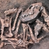 8400년 전, 죽음으로 충성을 바쳐야 했던 개의 유골 발견