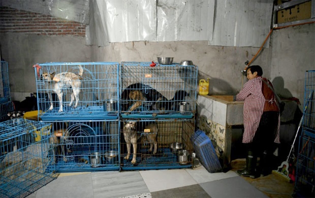 개 1300마리, 고양이 100마리와 한집살이하는 中 할머니의 사연