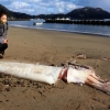 지진의 전조?…日 해안서 3m 대왕오징어 죽은 채 발견