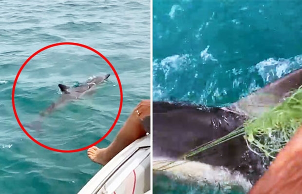 낚싯줄에 칭칭 감긴 새끼 돌고래 구사일생… ’유령 그물’ 어쩌나 (영상)