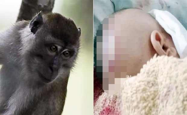 물고 할퀴고…원숭이, 가정집 침입해 아기 공격해 중상 입혀