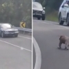 [여기는 호주] 도로 건너는 코알라 한 마리 위해 모두 멈춘 차들 (영상)
