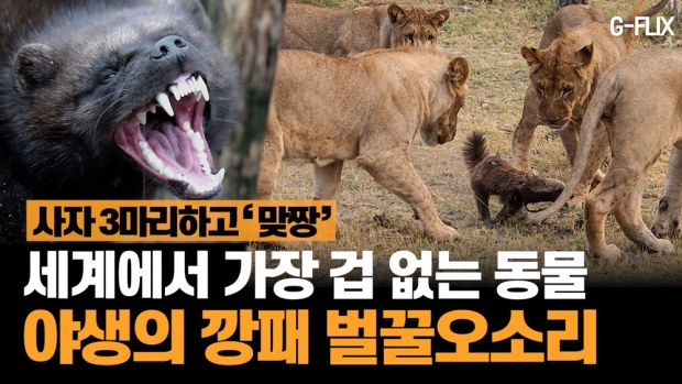 [애니멀플릭스] “사자도 덤벼라!”…세계서 가장 겁없는 동물 ‘벌꿀오소리’　