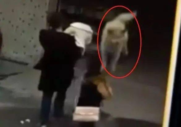 [여기는 중국] 큰 개가 하늘에서 ‘뚝’?!…대형견과 충돌한 여성